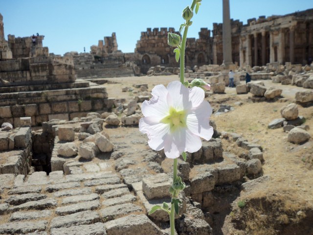 Flower at Baalbek